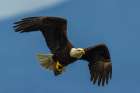 Bald eagle flying past with its freshly caught breakfast Botanical Print